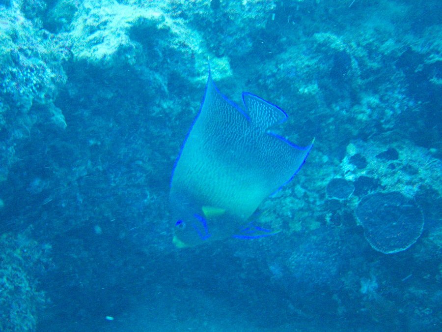 Pomacanthus semicirculatus