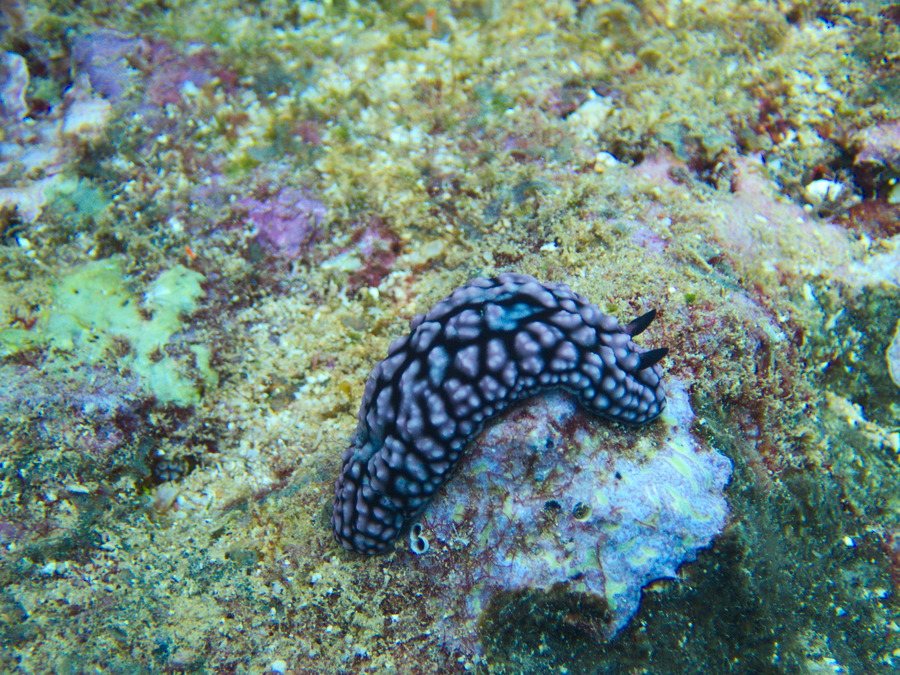 Mollusques