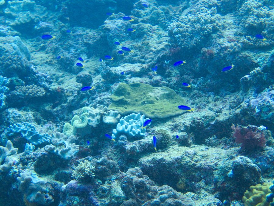 Pomacentrus coelestis