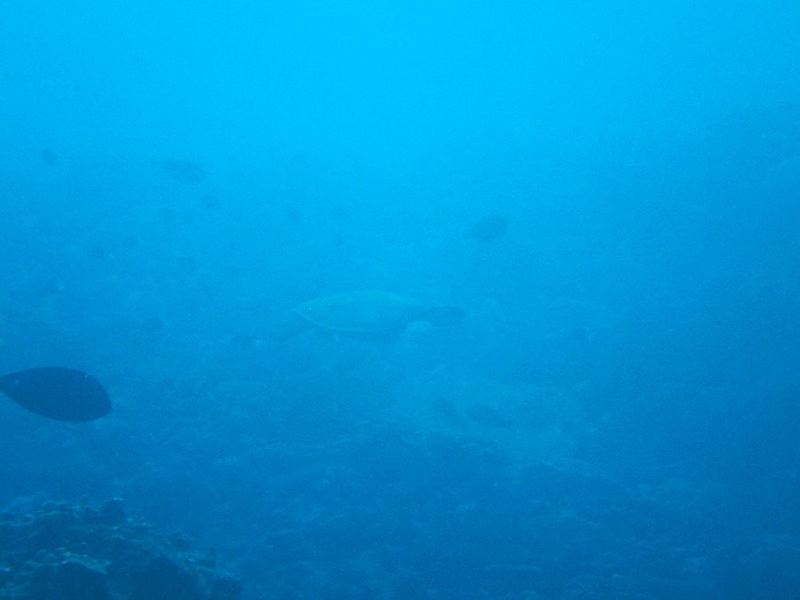 Chelonia mydas (tortue verte)