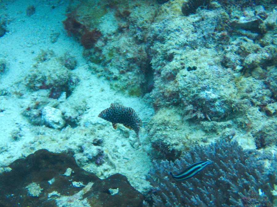 Macropharyngodon meleagris