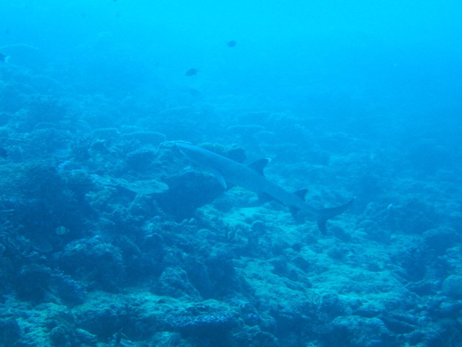 Requin à pointe blanche du lagon