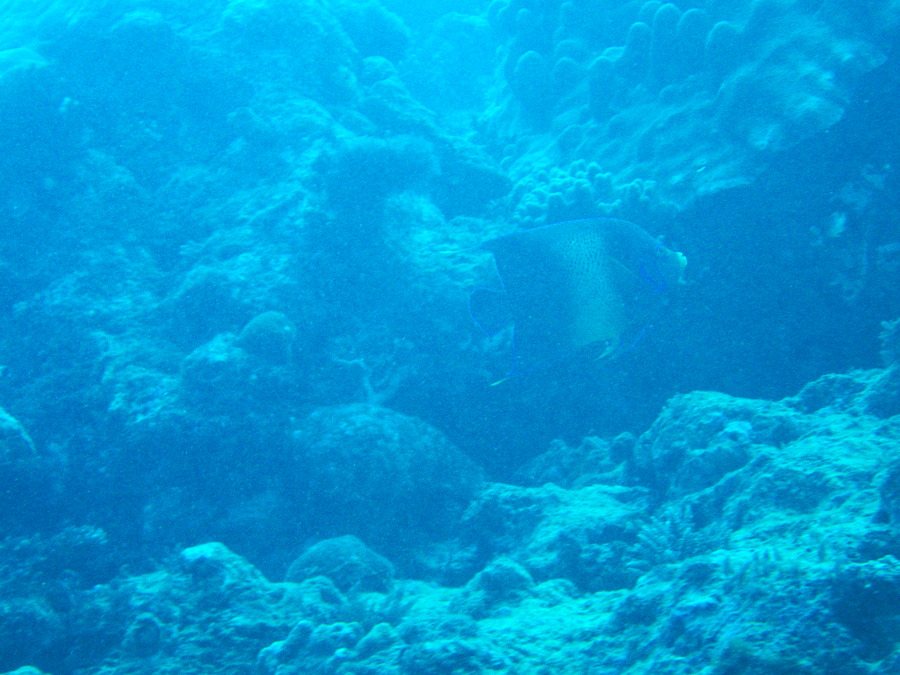 Pomacanthus semicirculatus