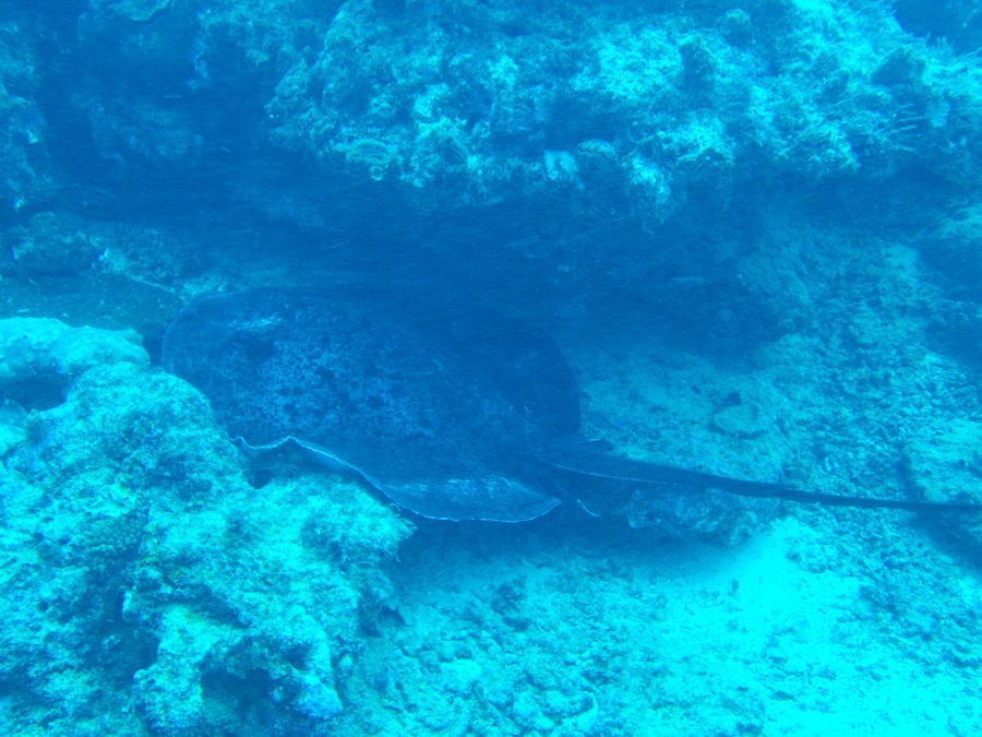 Taeniura meyeni