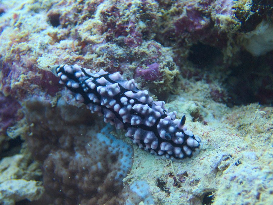 Phyllidiella pustulosa