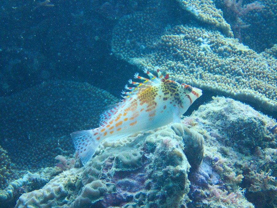 Poisson-épervier