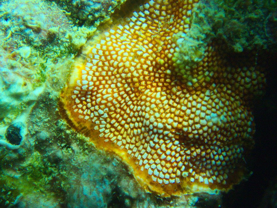 Lophophoriens