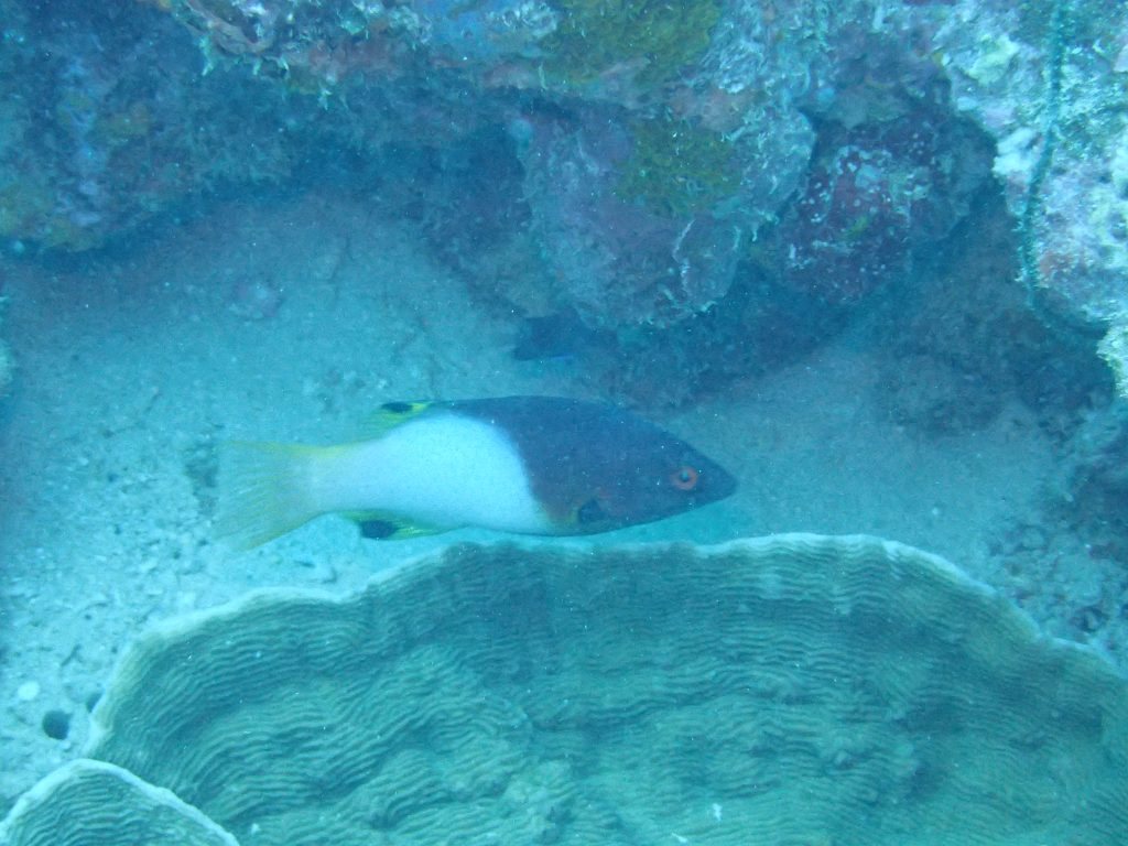 Bodianus axillaris