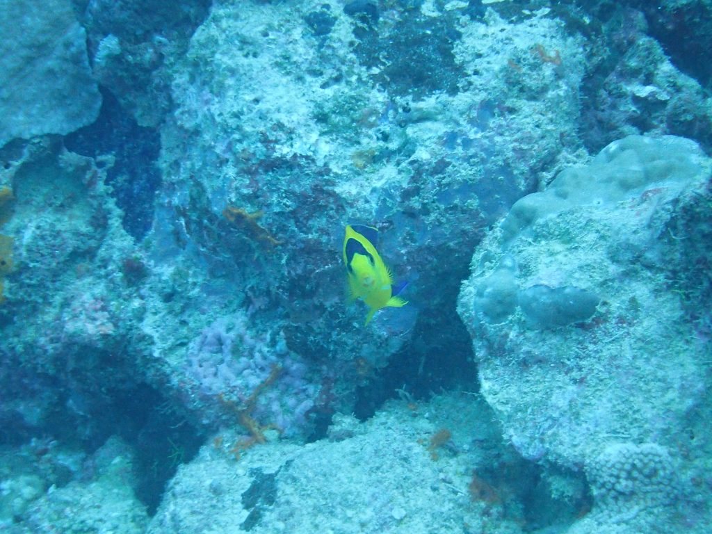 Centropyge bicolor