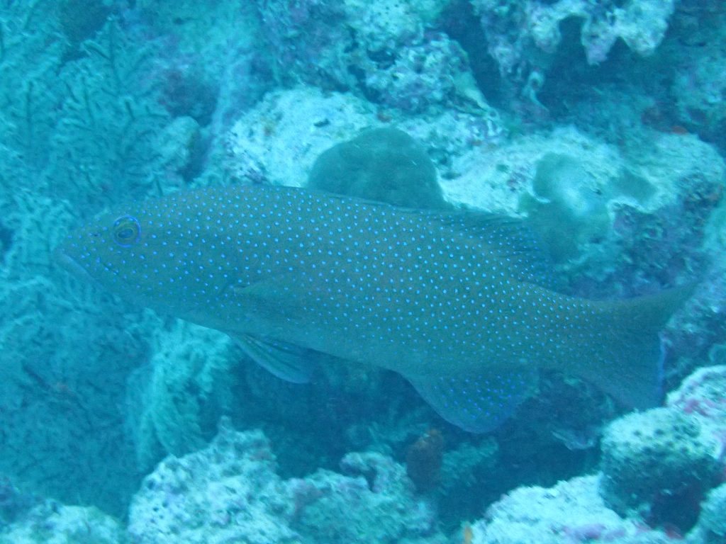 Plectropomus leopardus