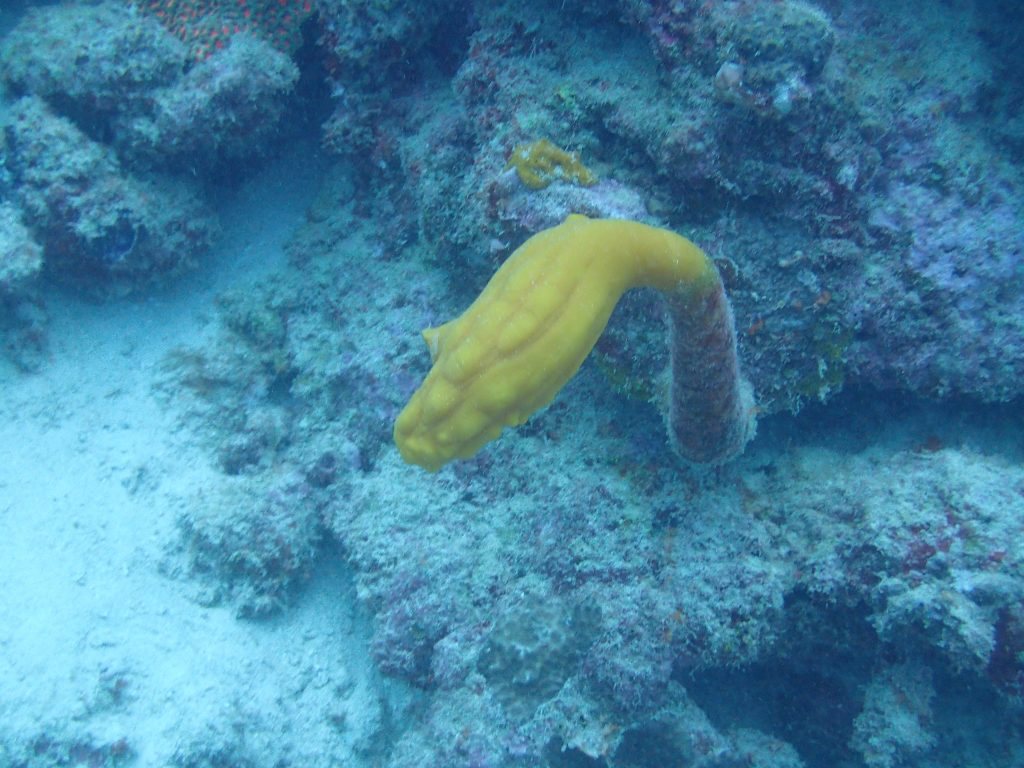 Polycarpa clavata