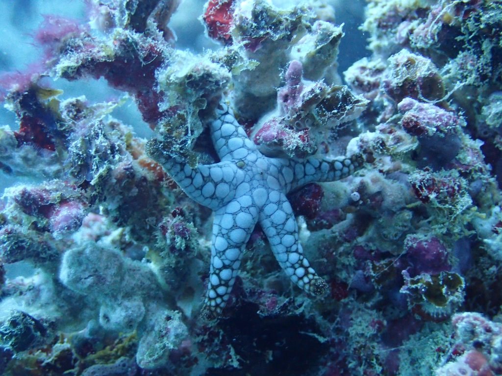Fromia indica