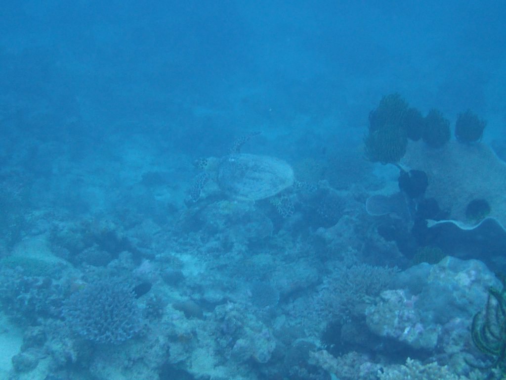 Chelonia mydas (tortue verte)