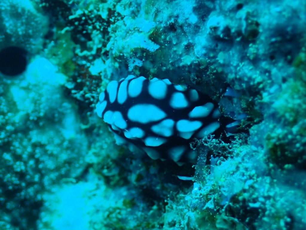 Phyllidiella pustulosa