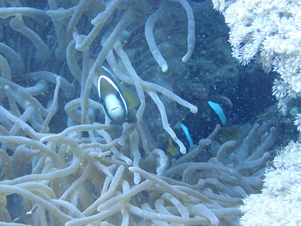 Amphiprion akindynos