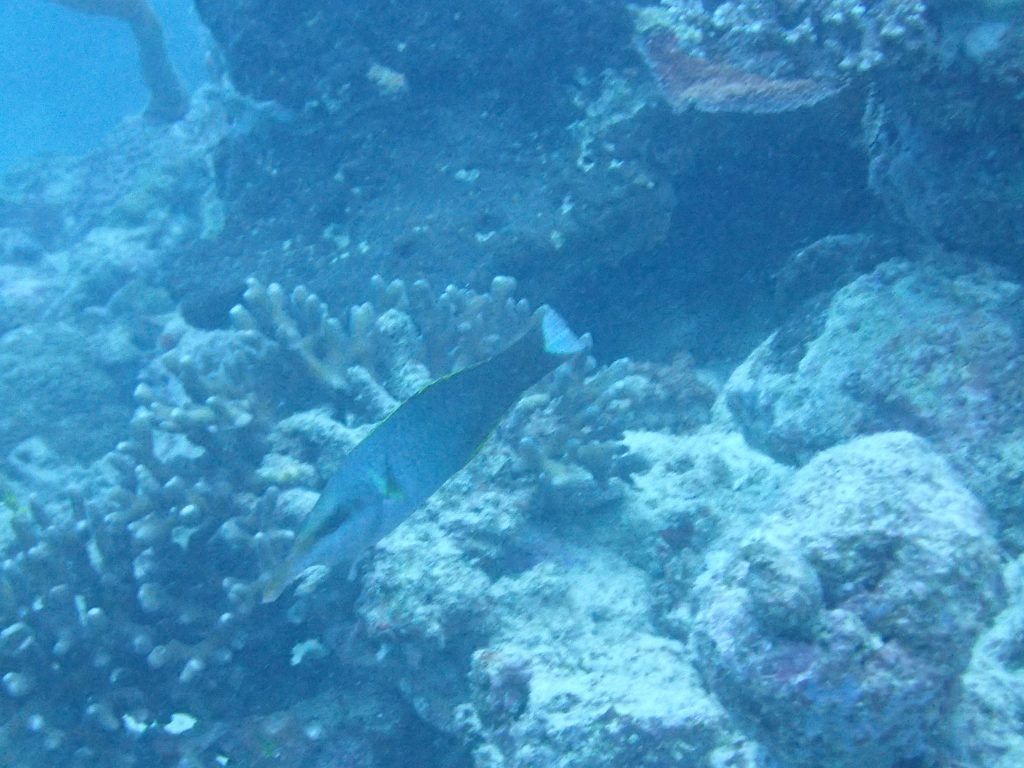 Gomphosus varius