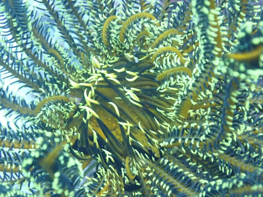 Anneissia (Oxycomanthus) bennetti