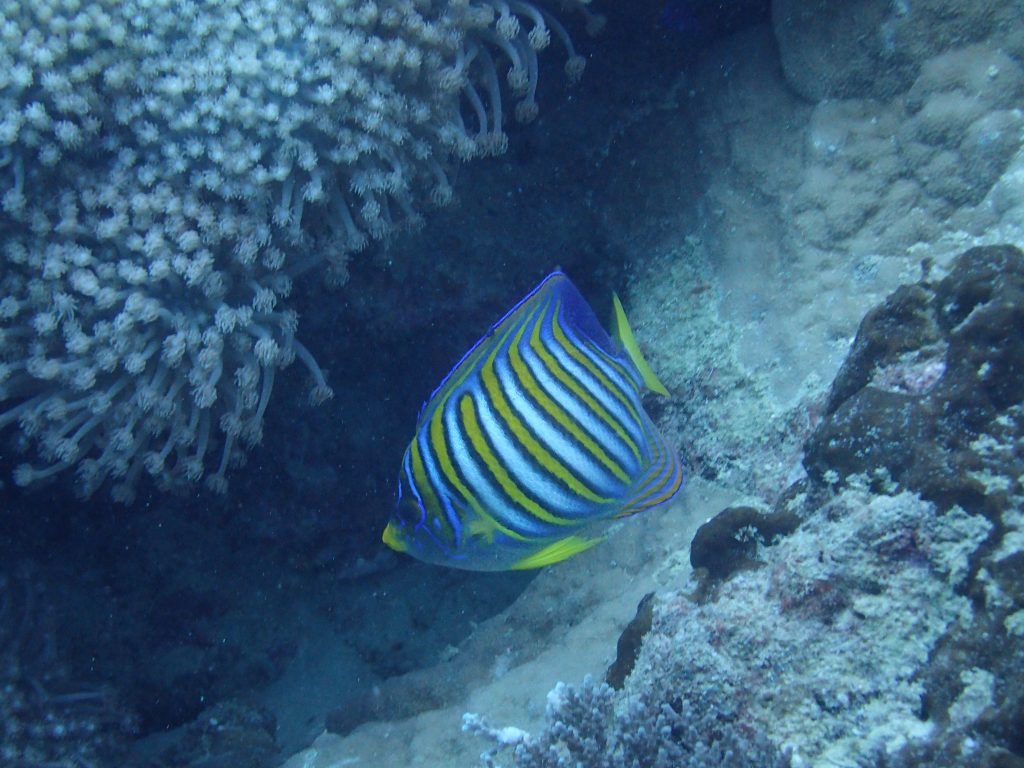 Pygoplites diacanthus