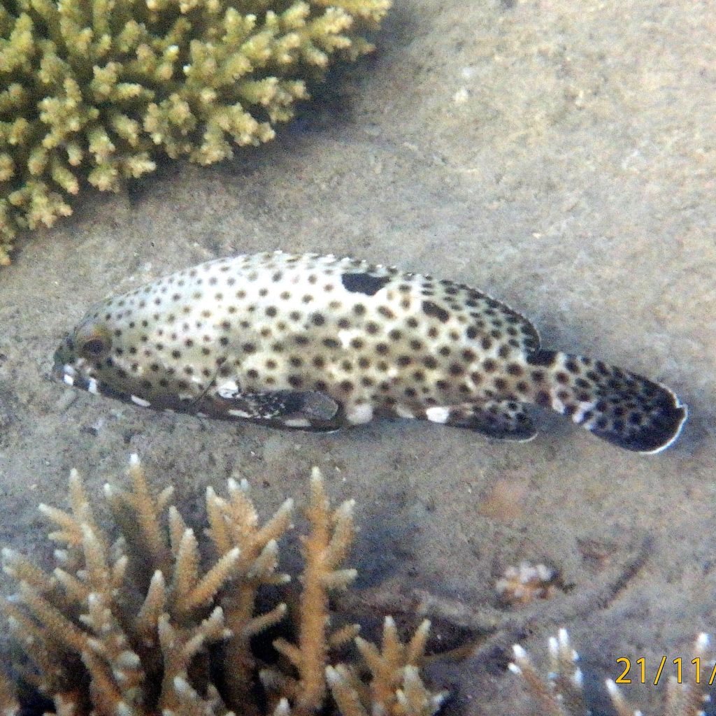 Epinephelus tauvina