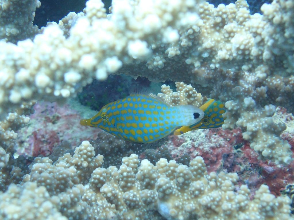 Oxymonacanthus longirostris