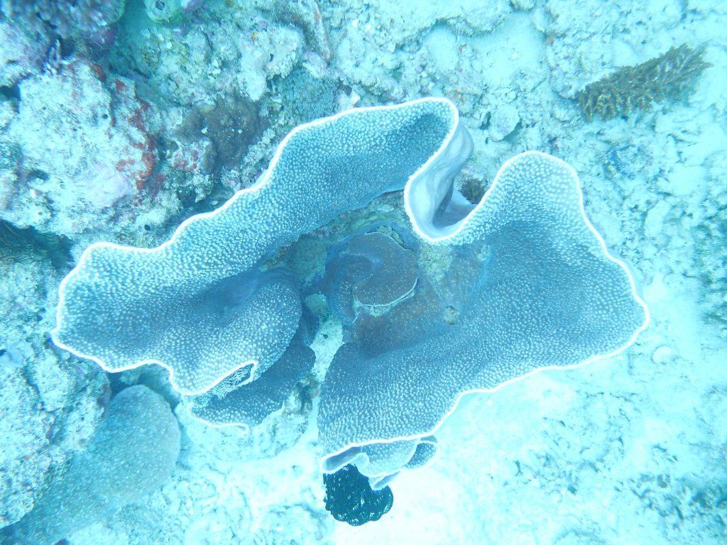 Corail dur
