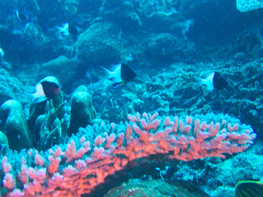 Chromis iomelas