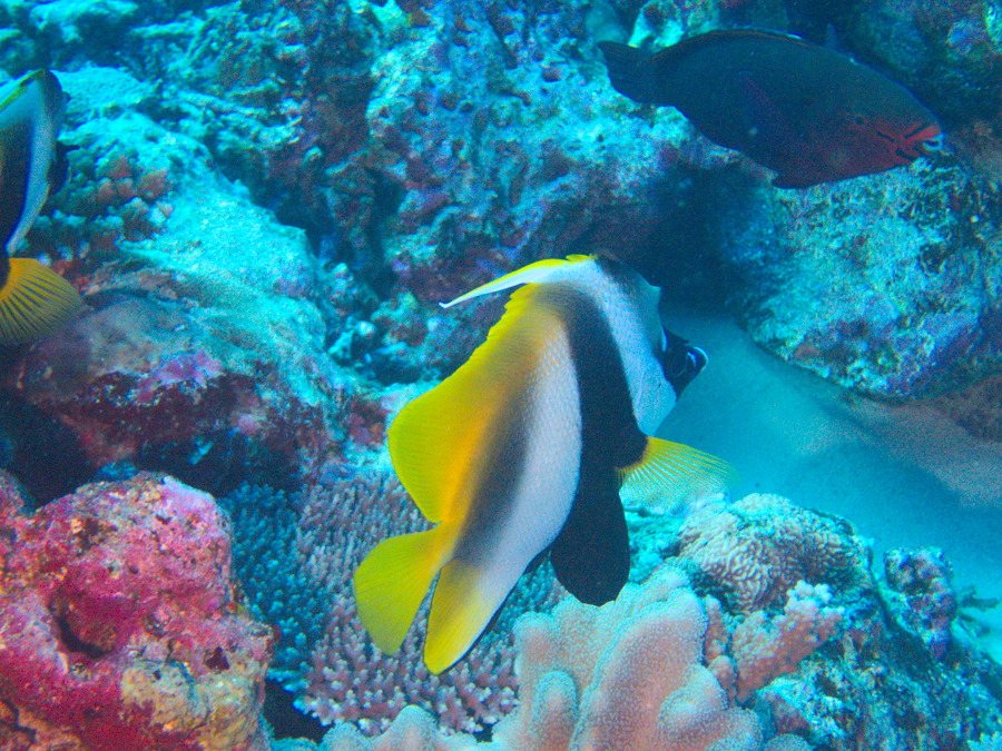 Heniochus acuminatus