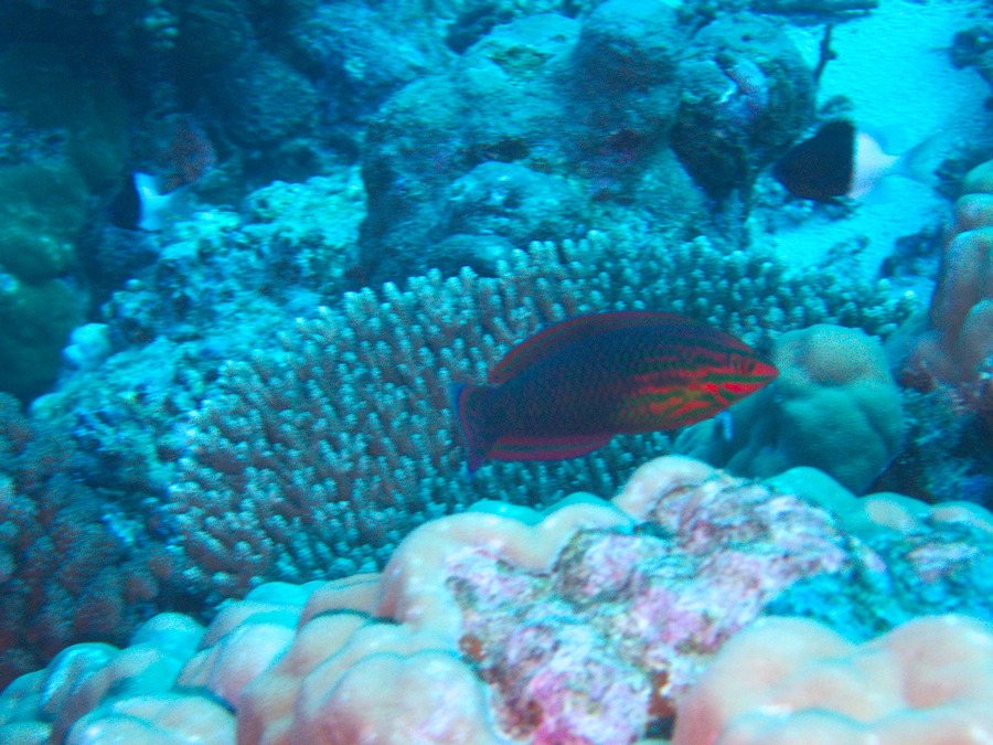 Halochoeres annularis