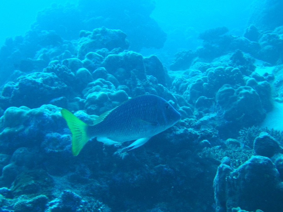 Lethrinus atkinsoni