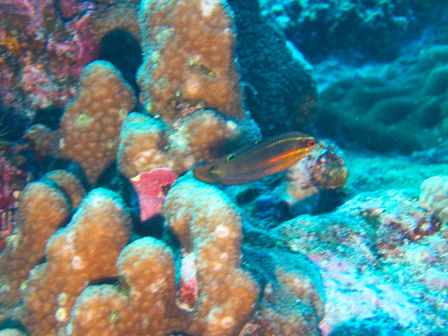 Halichoeres biocellatus