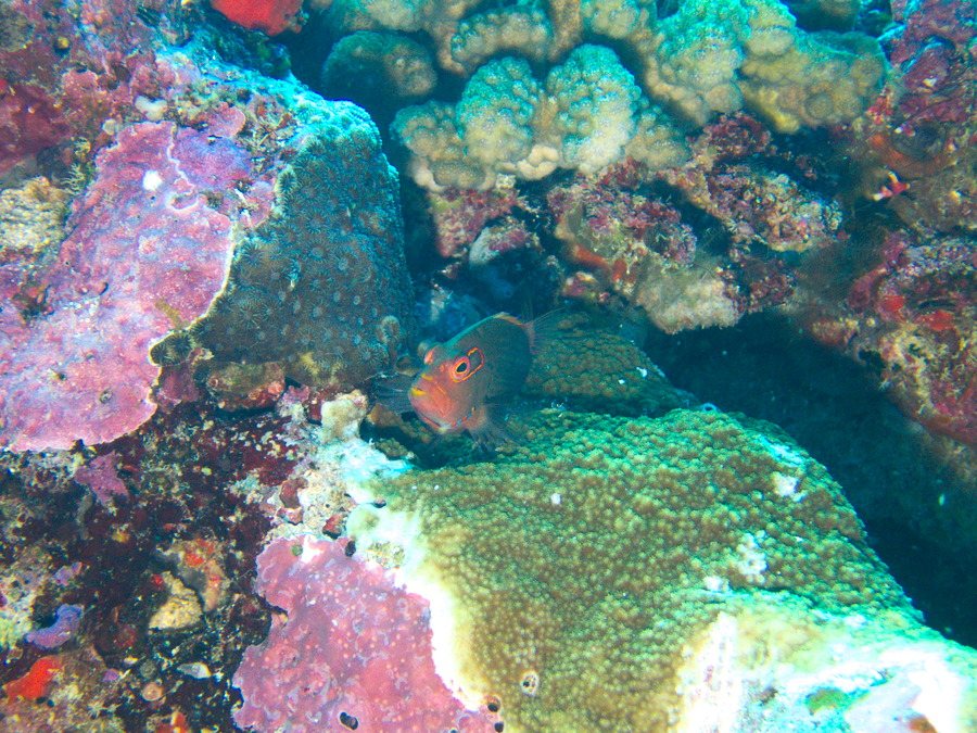 Paracirrhites arcatus