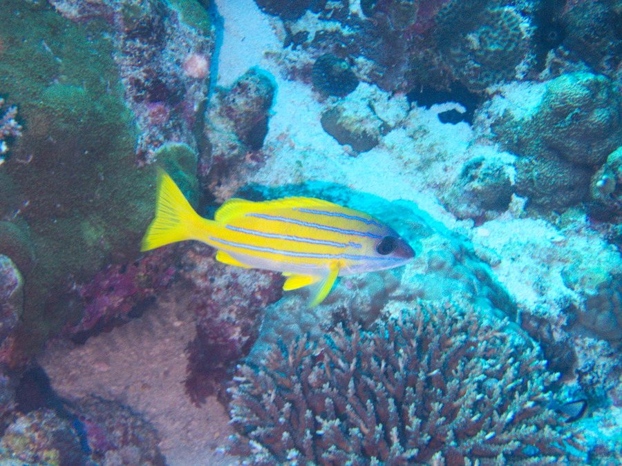 Lutjanus kasmira