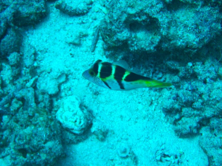 Paraluteres prionurus